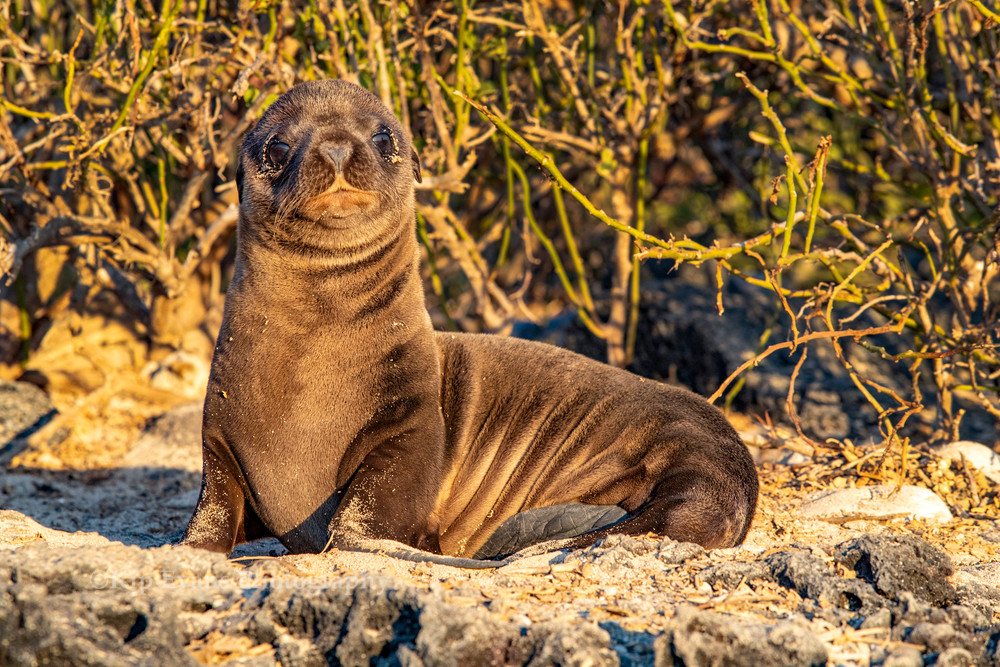 Galapagos Sea Lion Pup Photography Art | Kip Evans Photography