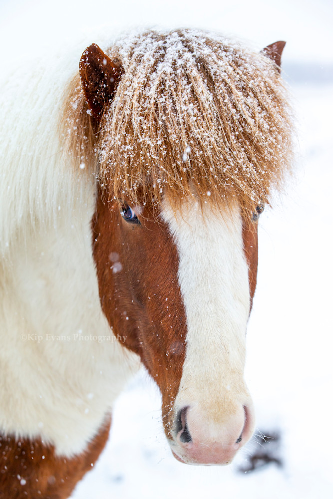 Icelandic Horse Photography Art | Kip Evans Photography