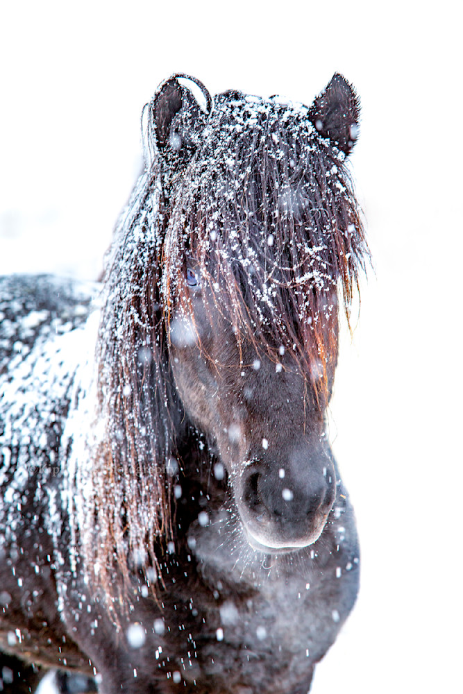 Icelandic horse standing in a snow storm, Iceland.