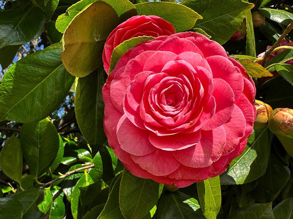 Perfect Rose Art | karenihirsch