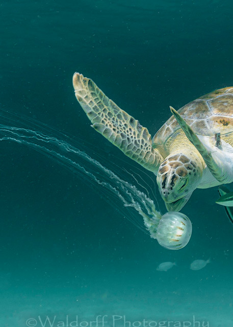 Green Sea Turtle eating a jellyfish | Navarre Beach, Florida | Fine Art Landscape Photography on Canvas, Paper, Metal | Photography by Jeff Waldorff
