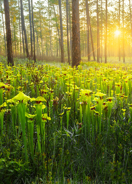 Sarracenia Flava | Yellow Topped Pitcher Plants| Northwest Florida | Fine Art Landscape Photography on Canvas, Paper, Metal | Photography by Jeff Waldorff