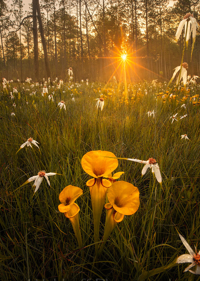 Sarracenia Flava Sunrise| Yellow Topped Pitcher Plants| Northwest Florida | Fine Art Landscape Photography on Canvas, Paper, Metal | Photography by Jeff Waldorff