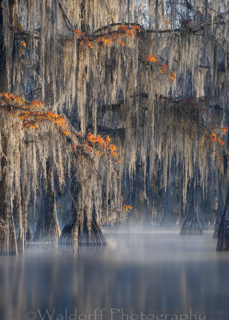 Cypress Trees of Northwest Florida - Forgotten | Fine Art Prints on Canvas, Paper, Metal, & More by Waldorff Photography