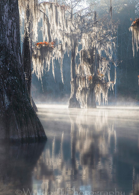Cypress Trees of Northwest Florida - Foxtrot | Fine Art Prints on Canvas, Paper, Metal, & More by Waldorff Photography
