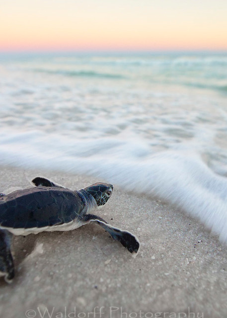 Baby Green Sea Turtle fixing to touch the water for the first time along Navarre Beach of Florida  | Fine Art Photography on Canvas, Paper, Metal, & More