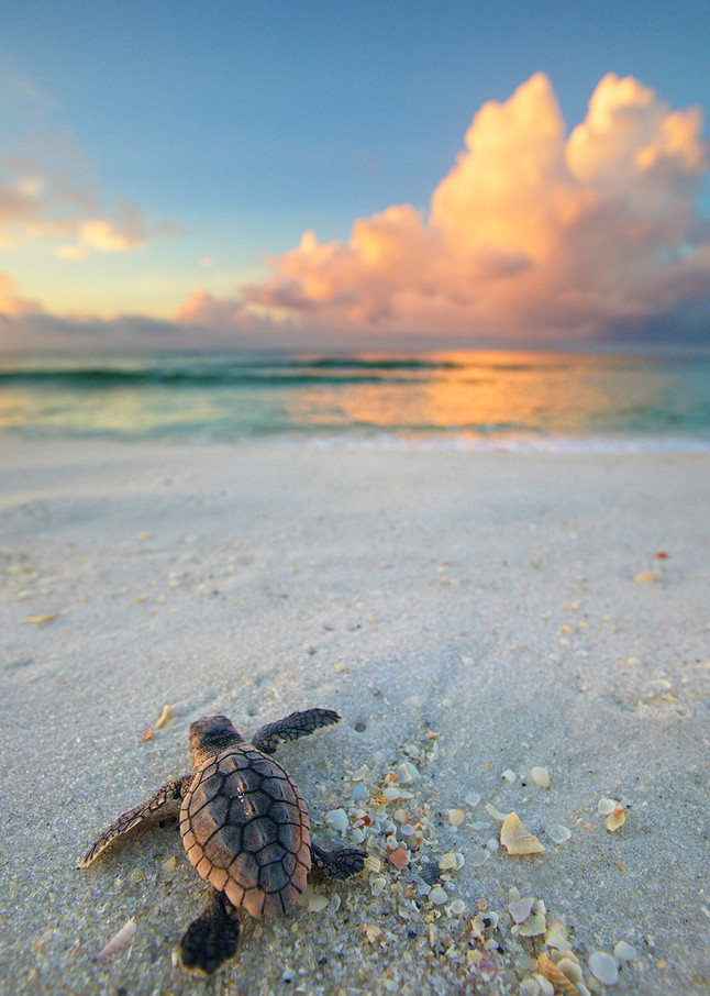 Loggerhead Sea Turtle Hatchling | Emerald Coast of Florida  | Fine Art Photography on Canvas, Paper, and Metal