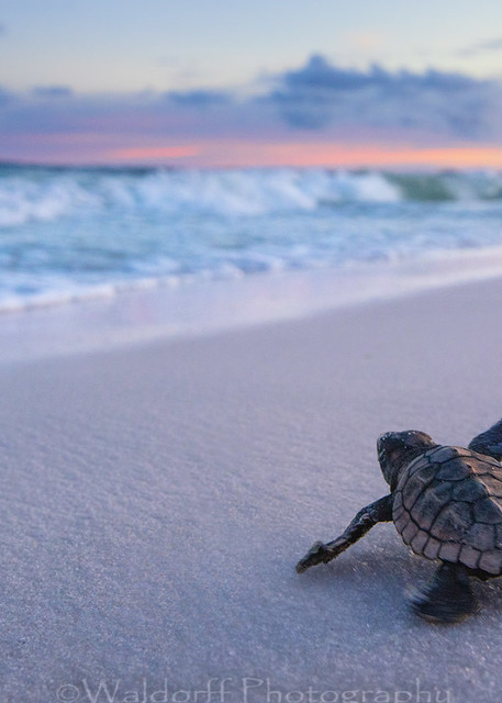 Baby Loggerhead Sea Turtle marching to the Gulf | Navarre Beach, Florida |  Fine Art Photography