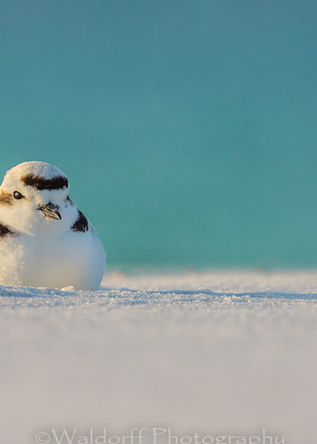Huddled Snowy Plover on the Emerald Coast of Florida  | Fine Art Photography on Canvas, Paper, and Metal