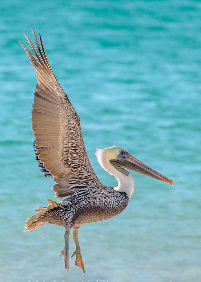 Brown pelican taking flight on the Emerald Coast of Florida | Fine Art Photography on Canvas, Paper, and Metal