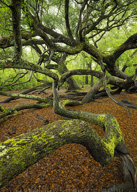 Live Oaks Trees | Leviathan of Apalachicola National Forest, FL  | Fine Art Prints on Canvas, Paper, Metal, and Acrylic by Waldorff Photography.