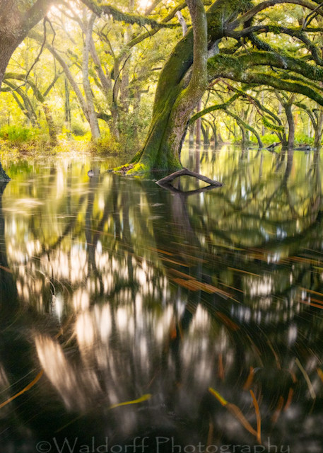 Live Oaks of Apalachicola National Forest, Florida - | Flooded Oak Garden | Fine Art Prints on Canvas, Paper, Metal, and Acrylic by Waldorff Photography