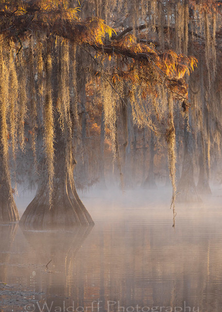 Cypress Veil (21 Bq) Photography Art | Waldorff Photography