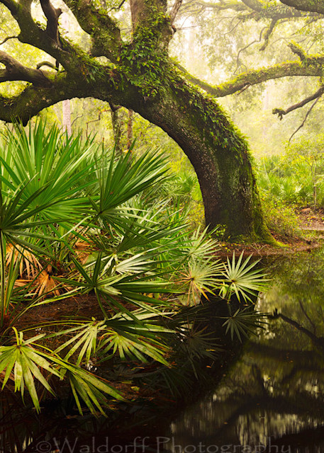 Live Oaks and Palmettos of Apalachicola National Forest, Florida - | Flooded Oak Garden | Fine Art Prints on Canvas, Paper, Metal, and Acrylic by Waldorff Photography