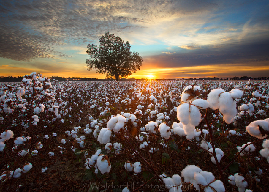 Land of Cotton