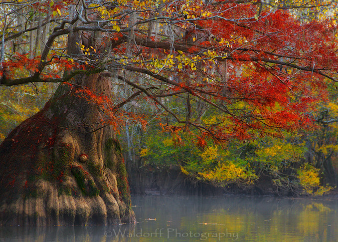 Cypress Trees of Northwest Florida #3 | Fine Art Prints on Canvas, Paper, Metal, & More by Waldorff Photography