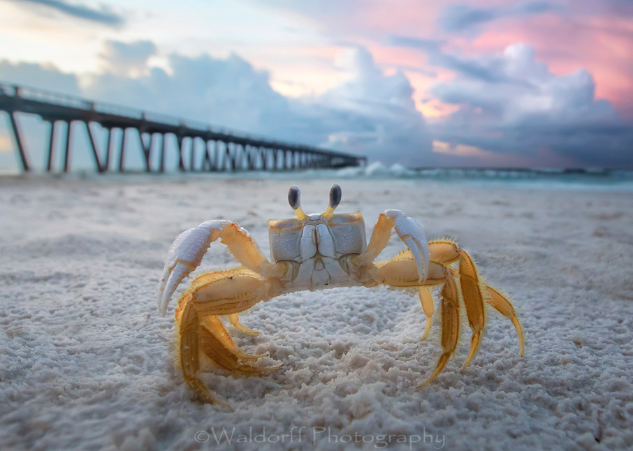 Ghost Crab |  | Navarre Beach Fishing Pier, Florida  | Fine Art Landscape Photography on Canvas, Paper, Metal | Photography by Jeff Waldorff