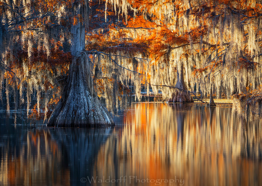 Cypress Trees of Northwest Florida - Southern Lace | Fine Art Prints on Canvas, Paper, Metal, & More by Waldorff Photography