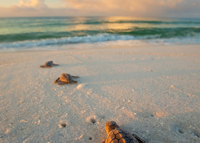 Baby Loggerhead Sea Turtles racing down | Emerald Coast of Florida  | Fine Art Photography on Canvas, Paper, and Metal