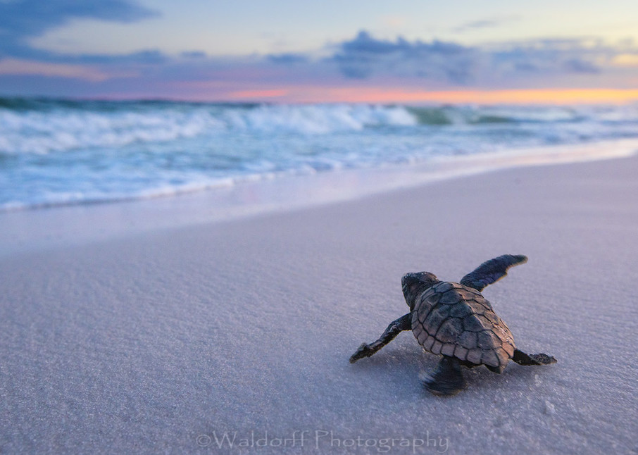 Baby Loggerhead Sea Turtle marching to the Gulf | Navarre Beach, Florida | Fine Art Photography on Canvas, Paper, and Metal