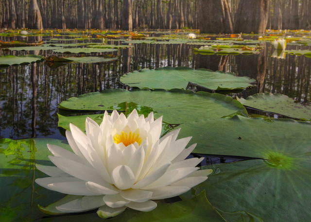 Water Lily in a Cypress Swamp from Marianna, Florida | Fine Art Prints on Canvas, Paper, Metal, & More by Waldorff Photography