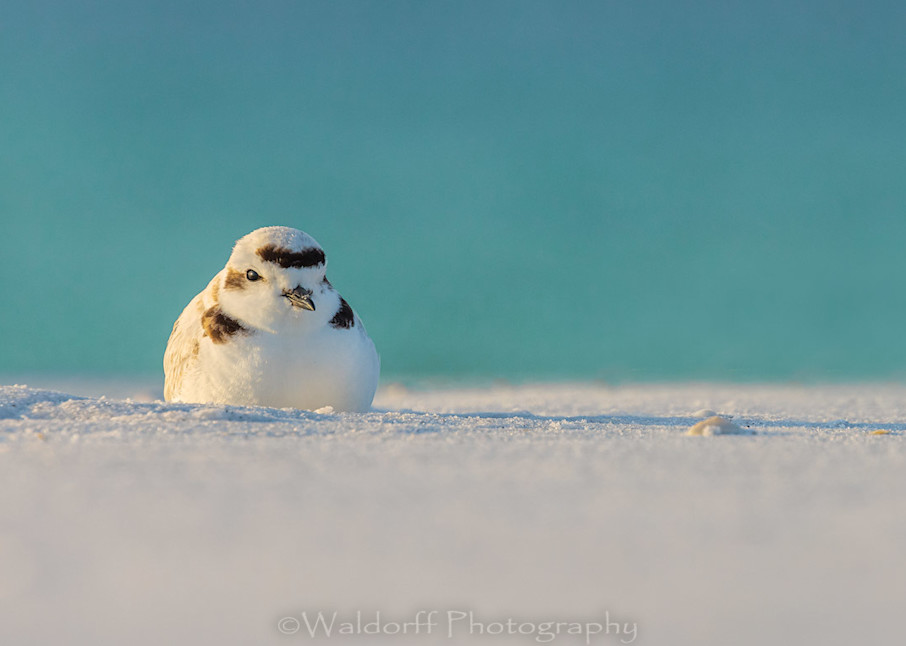 Huddled Snowy Plover on the Emerald Coast of Florida  | Fine Art Photography on Canvas, Paper, and Metal