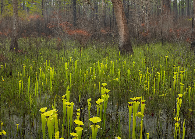 Sarracenia (Pitcher Plants) | Apalachicola National Forest, Florida | Fine Art Landscape Photography on Canvas, Paper, Metal, Acrylic | Photography by Jeff Waldorff