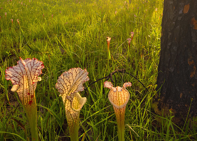 Sarracenia leucophylla #3 | Yellow Topped Pitcher Plants| Northwest Florida | Fine Art Landscape Photography on Canvas, Paper, Metal | Photography by Jeff Waldorff