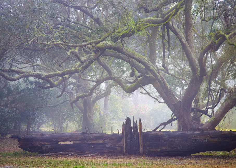 Live Oaks Trees #1 of Northwest Florida | Gulf Breeze, FL | Fine Art Prints on Canvas, Paper, Metal, & More by Waldorff Photography.