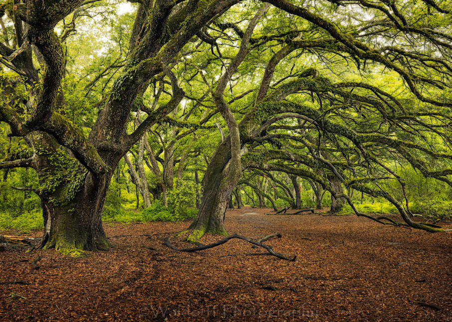 Live Oaks Trees #3 of Northwest Florida | Apalachicola National Forest, FL  | Fine Art Prints on Canvas, Paper, Metal, & More by Waldorff Photography.