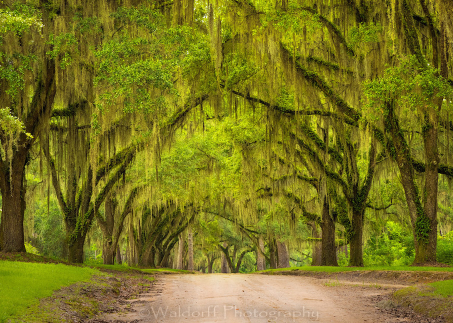 Canopy Roads | Tallahassee Florida - | Old Magnolia Road | Fine Art Prints on Canvas, Paper, Metal, and Acrylic by Waldorff Photography