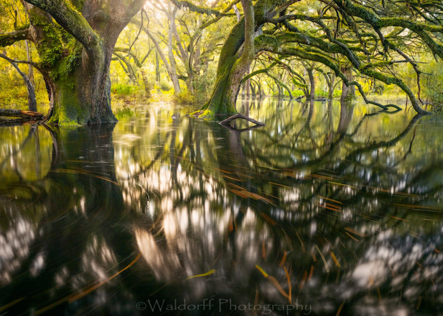 Live Oaks of Apalachicola National Forest, Florida - | Flooded Oak Garden | Fine Art Prints on Canvas, Paper, Metal, and Acrylic by Waldorff Photography