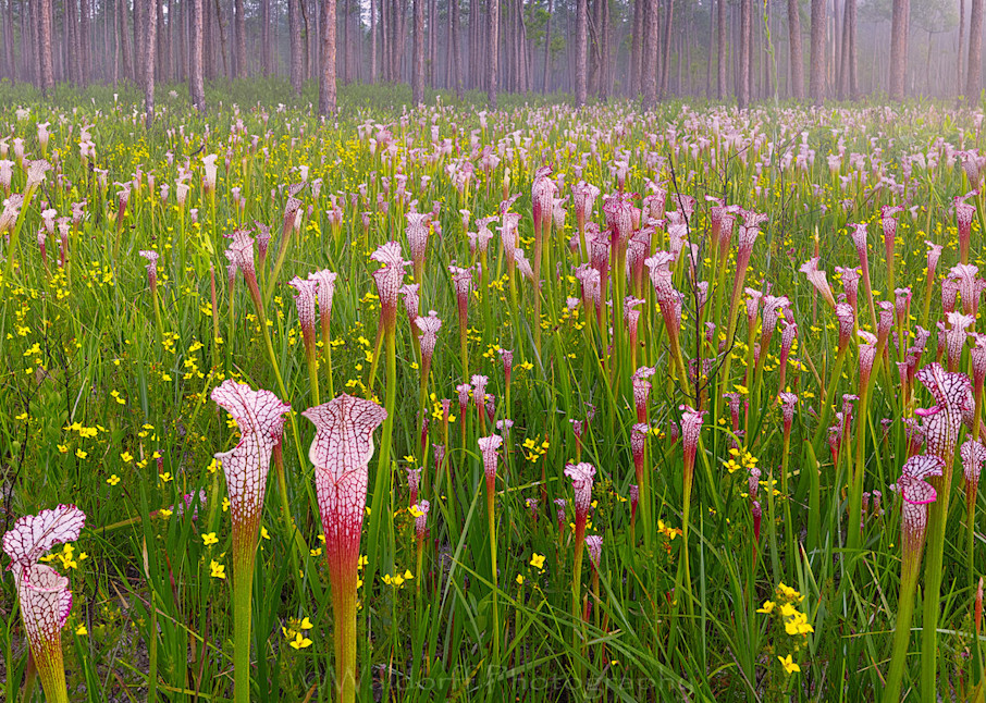 Sarracenia Dreams | White Top Pitcher Plants| Splinter Hill, Alabama | Fine Art Landscape Photography on Canvas, Paper, Metal | Photography by Jeff Waldorff
