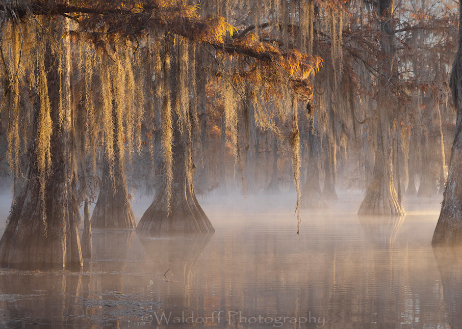 Cypress Veil (21 Bq) Photography Art | Waldorff Photography