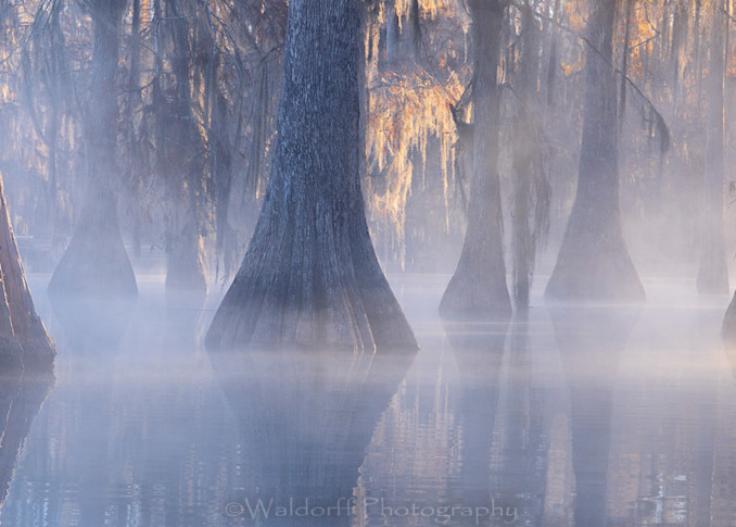 Cypress Therapy (21 Br) Photography Art | Waldorff Photography