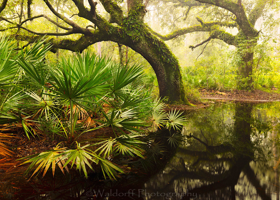 Live Oaks and Palmettos of Apalachicola National Forest, Florida - | Flooded Oak Garden | Fine Art Prints on Canvas, Paper, Metal, and Acrylic by Waldorff Photography