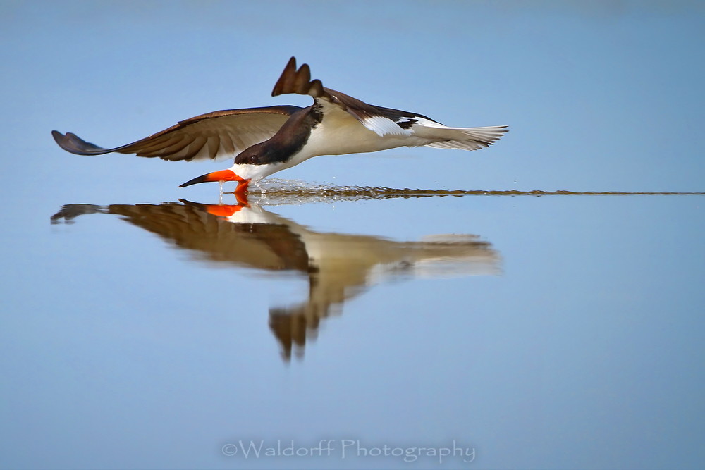 Skimmer Reflections