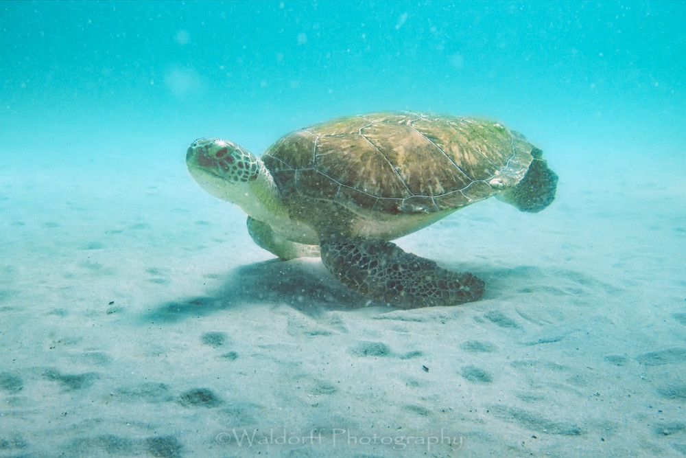 Turtle Yoga