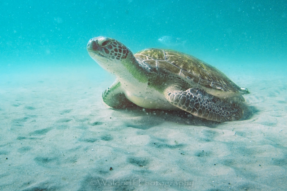 Turtle Push Ups