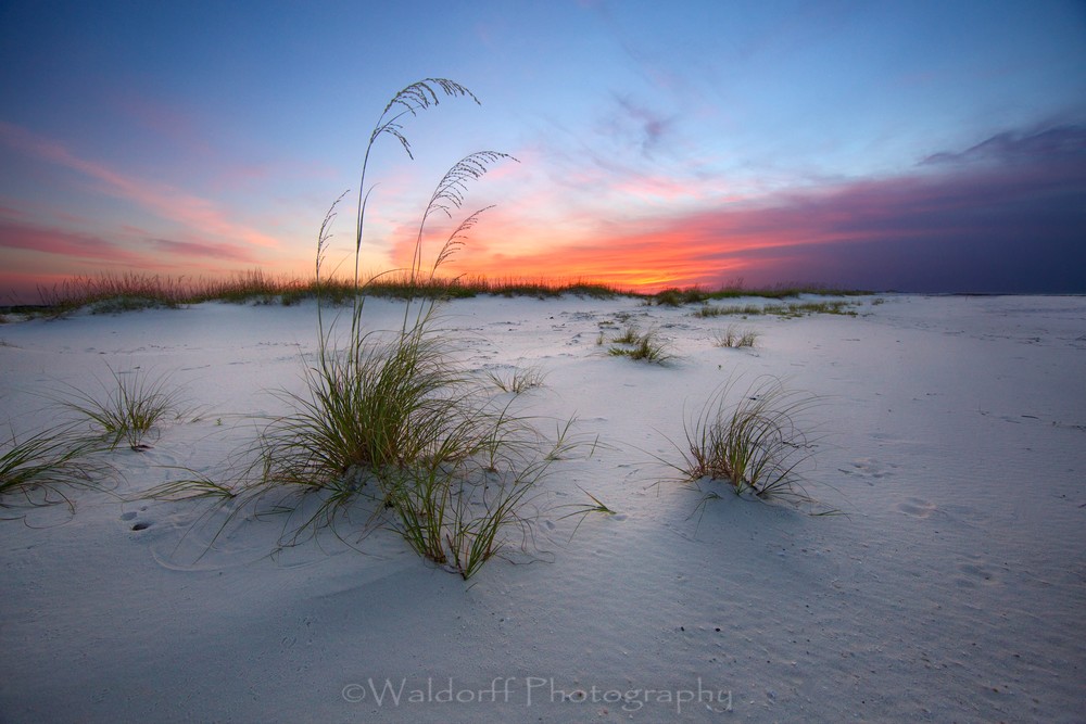 Sea Oat Sunrise