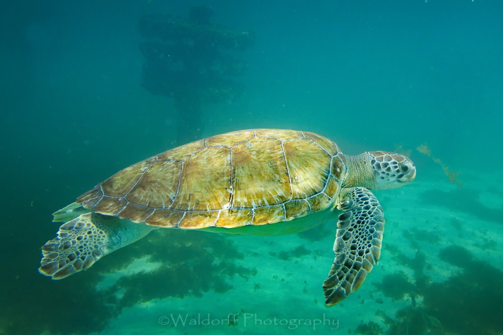 At the Reef