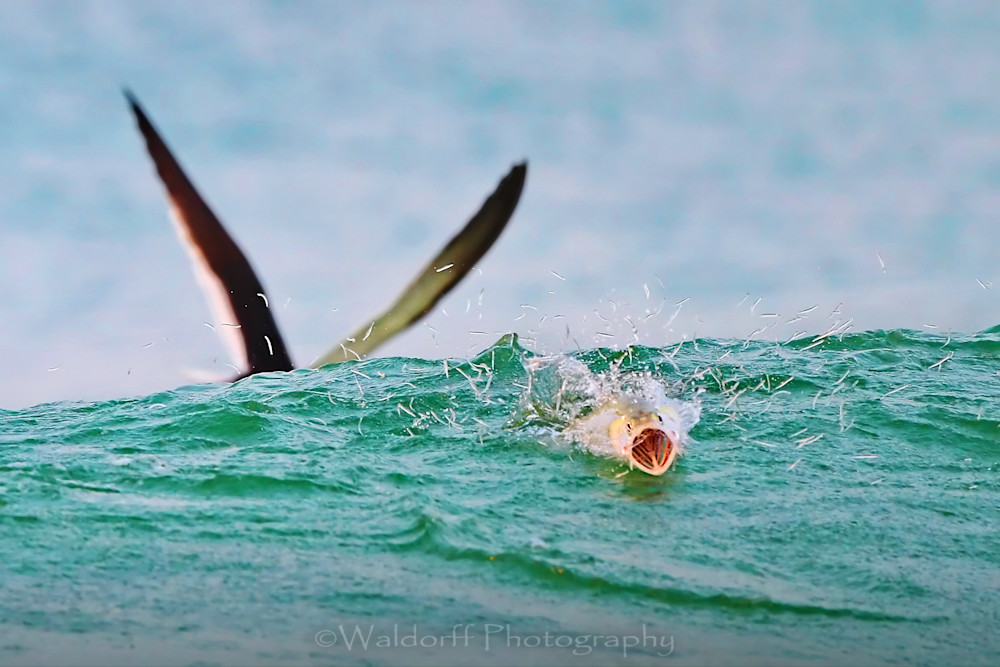 Feeding Frenzy