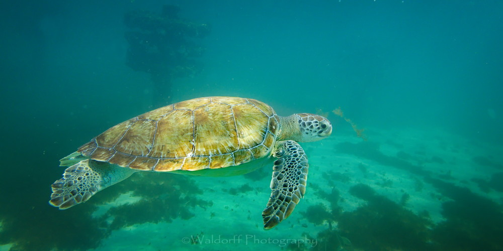 At the Reef