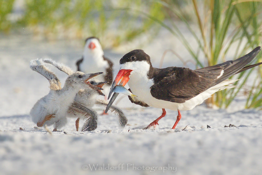 Black Skimmer chicks squabbling over breakfast | Pensacola Beach, Florida | Fine Art Prints on Canvas, Paper, Metal, & More | Waldorff Photography