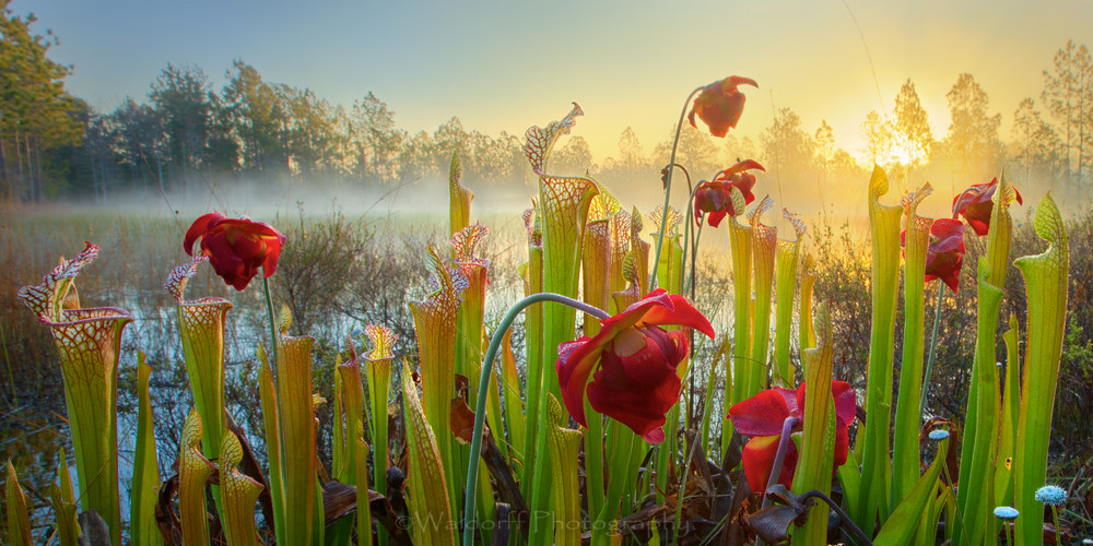 Pitcher in the Mist