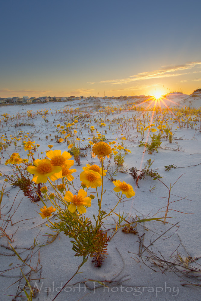 Blooms of Gold