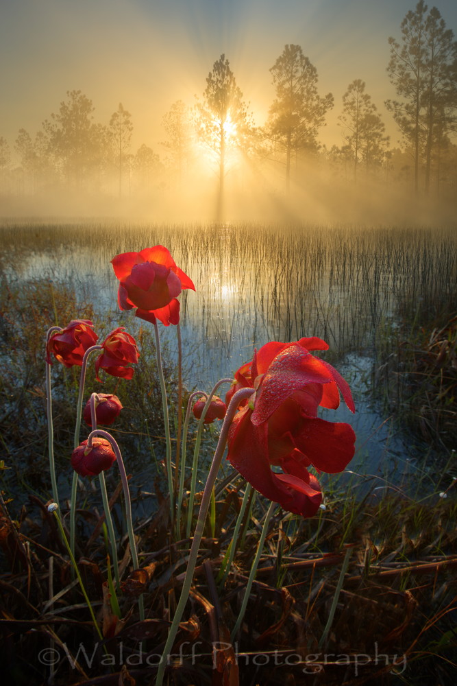 Sarracenia Blooms of the White Top Pitcher Plant 