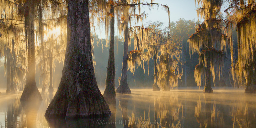 Cypress Trees of Northwest Florida #6 | Fine Art Prints on Canvas, Paper, Metal, & More by Waldorff Photography
