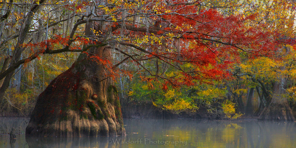 Cypress Trees of Northwest Florida #3 | Fine Art Prints on Canvas, Paper, Metal, & More by Waldorff Photography