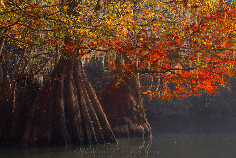 Southern Belles - Cypress Trees of Northwest Florida #1 | Fine Art Prints on Canvas, Paper, Metal, & More by Waldorff Photography